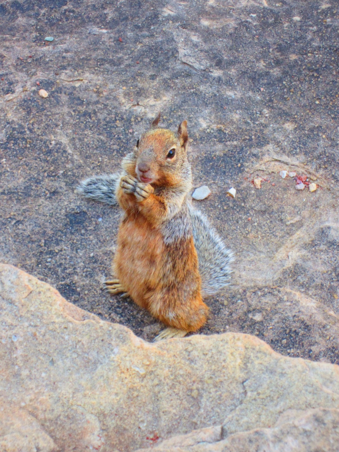 USA_Grand Canyon_A_115